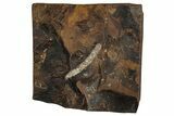 Paleocene Fossil Catkin (Palaeocarpinus) - North Dakota #262313-1